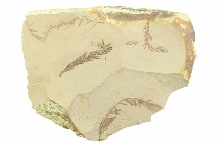 Shale With Dawn Redwood (Metasequoia) Fossils - Montana #356511